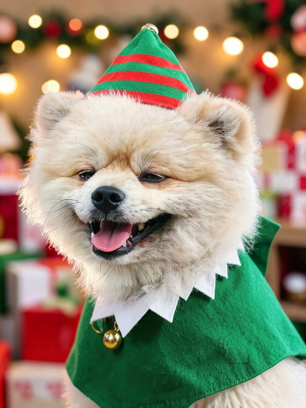 Beispielportrait: Hund im Kostüm Elf