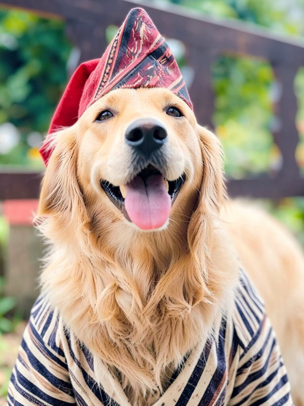 Beispielportrait: Hund im Kostüm Pirat