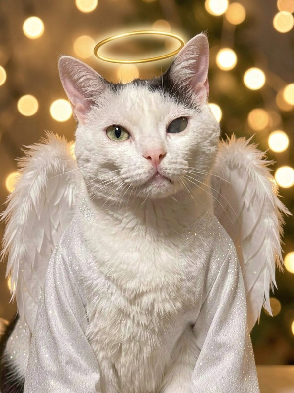 Beispielportrait: Katze im Kostüm Engel
