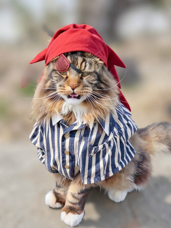 Beispielportrait: Katze im Kostüm Pirat