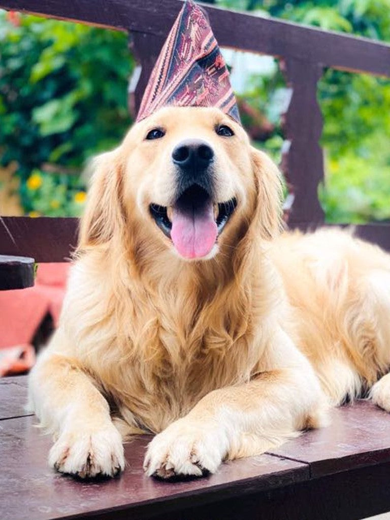 Beispiel vorher: Foto eines Golden Retrievers