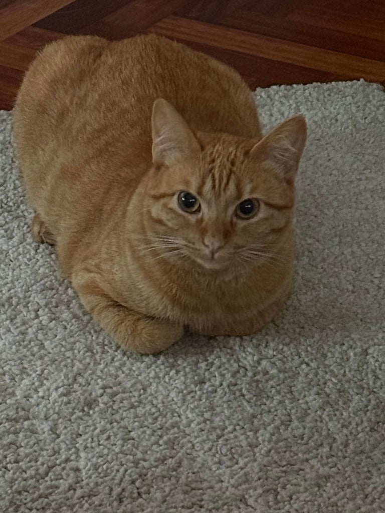 Beispielfoto (CC0): rote Katze