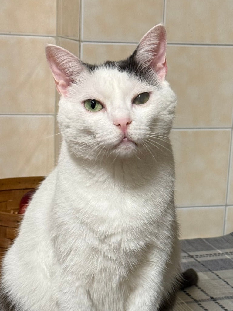 Beispielfoto (CC0): weiße Katze