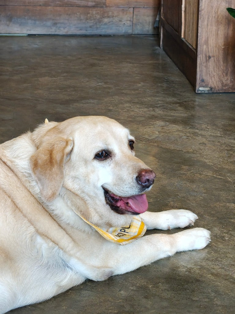 Beispiel vorher: Foto eines Labradors